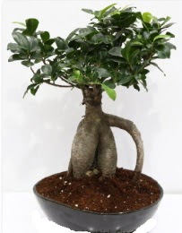 5 yanda japon aac bonsai bitkisi  Polatl internetten iek sat 