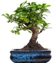 5 yanda japon aac bonsai bitkisi  Polatl iek sat 