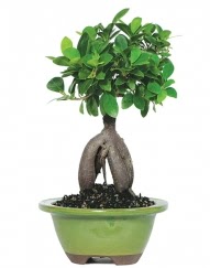 5 yanda japon aac bonsai bitkisi  Polatl cicek , cicekci 