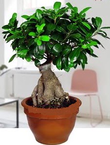5 yanda japon aac bonsai bitkisi  Ankara Polatl online iek gnderme sipari 