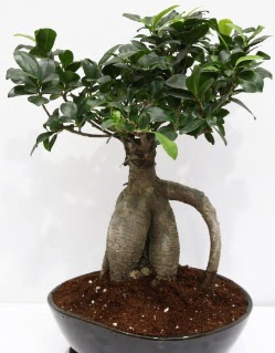 Japon aac bonsai saks bitkisi  Ankara Polatl iek yolla 