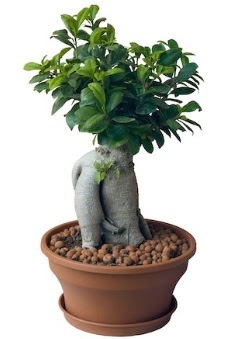 Japon aac bonsai saks bitkisi  Polatlda iek firmas iek gnderme 