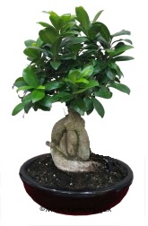 Japon aac bonsai saks bitkisi  ucuz iek gnder 