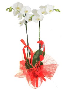 2 dall beyaz orkide bitkisi  Polatl uluslararas iek gnderme 
