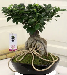 Japon aac bonsai sat  Polatldaki iekiler iek servisi , ieki adresleri 