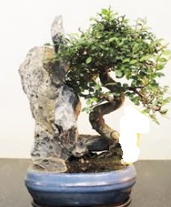 Japon aac bonsai saks bitkisi sat  Polatl internetten iek sat 
