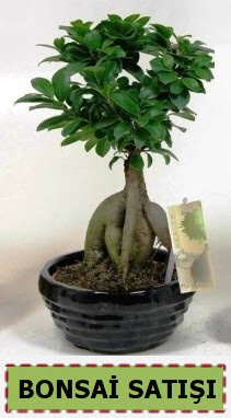Bonsai japon aac ginseng bonsai  Polatlya iek iek maazas , ieki adresleri 