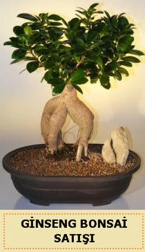 thal Ginseng bonsai sat japon aac iek siparii sitesi 