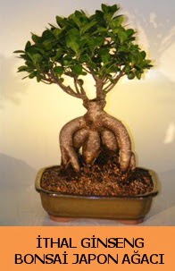 thal japon aac ginseng bonsai sat  Ankara Polatl nternetten iek siparii 