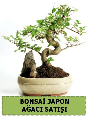 Bonsai japon  aac sat Minyatr thal  internetten iek siparii 