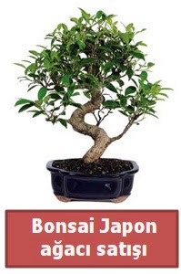 Japon aac bonsai sat iek siparii sitesi 