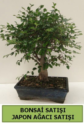 Minyatr bonsai japon aac sat  Polatl iek gnderme sitemiz gvenlidir 