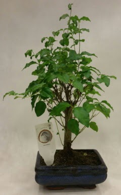 Minyatr bonsai japon aac sat  Polatlya iek Ankara ieki telefonlar 