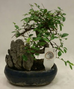 thal 1.ci kalite bonsai japon aac  Polatl iek sat 