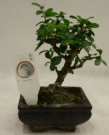 Kk minyatr bonsai japon aac  Polatlda iek firmas iek gnderme 