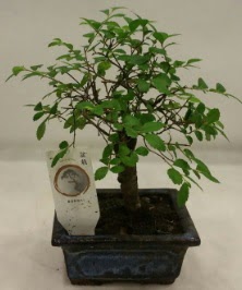 Minyatr ithal japon aac bonsai bitkisi  Polatl iek sat 