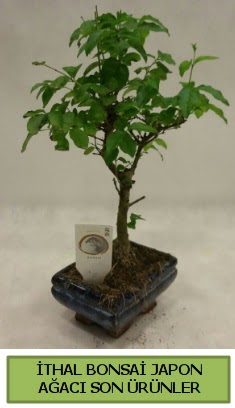 thal bonsai japon aac bitkisi  Polatl hediye sevgilime hediye iek 