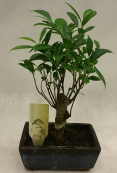 Japon aac bonsai bitkisi sat  Polatlya iek Ankara ieki telefonlar 