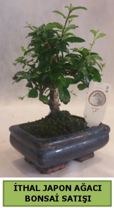 thal japon aac bonsai bitkisi sat  Polatlya iek Ankara ieki telefonlar 