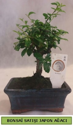 Minyatr bonsai aac sat  Polatlda iek firmas iek gnderme 