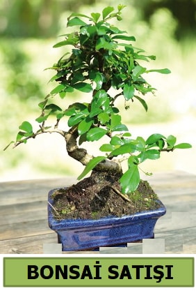 am bonsai japon aac sat  Polatl iek sat 