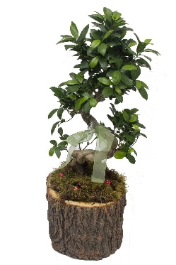 Doal ktkte bonsai saks bitkisi  Ankara Polatl nternetten iek siparii 