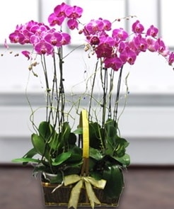 7 dallı mor lila orkide  Polatlı çiçek gönderme sitemiz güvenlidir 