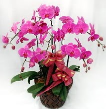 Sepet ierisinde 5 dall lila orkide  ucuz iek gnder 