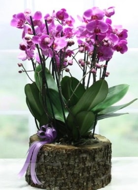 Ktk ierisinde 6 dall mor orkide  ucuz iek gnder 