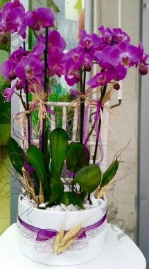 Seramik vazoda 4 dall mor lila orkide  Ankara Polatl online iek gnderme sipari 