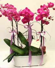 Beyaz seramik ierisinde 4 dall orkide  ucuz iek gnder 