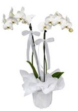 2 dall beyaz orkide  Polatlda ieki gvenli kaliteli hzl iek 