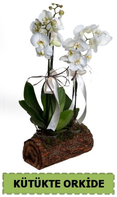 Kütük içerisinde 2 Adet tek dallı orkide  Polatlı anneler günü çiçek yolla  