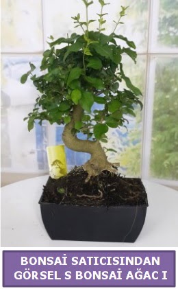 S dal erilii bonsai japon aac  Polatl iek sat 