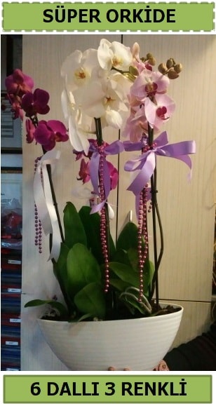 6 dallı 3 renk özel vazoda orkide çiçeği  Polatlı çiçek satışı 