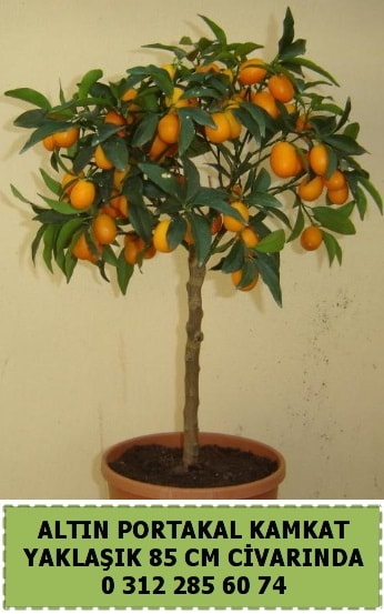 Altın portakal Kamkat ağacı bitkisi  Polatlıda çiçek firması çiçek gönderme 