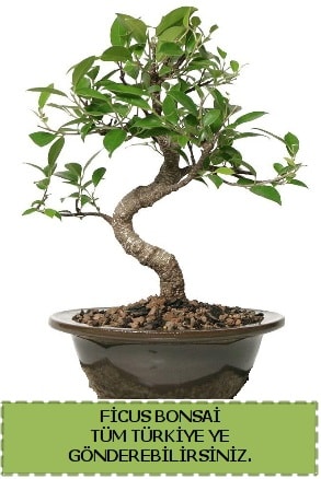 Ficus bonsai  Polatl iek gnderme sitemiz gvenlidir 