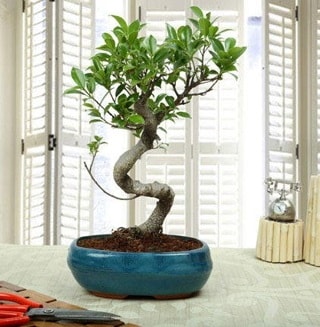 Amazing Bonsai Ficus S thal  internetten iek siparii 