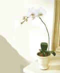  Polatlıda çiçek firması çiçek gönderme  Saksida kaliteli bir orkide