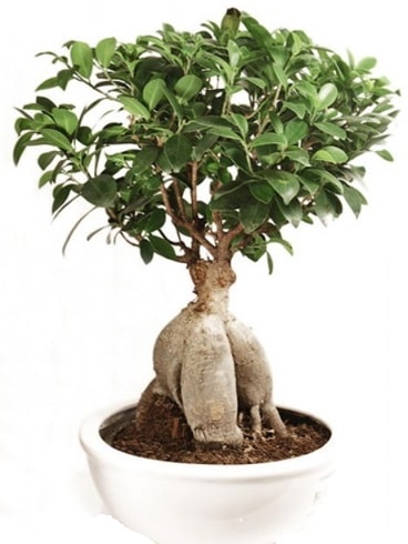 Ginseng bonsai japon aac ficus ginseng  Ankara Polatl nternetten iek siparii 